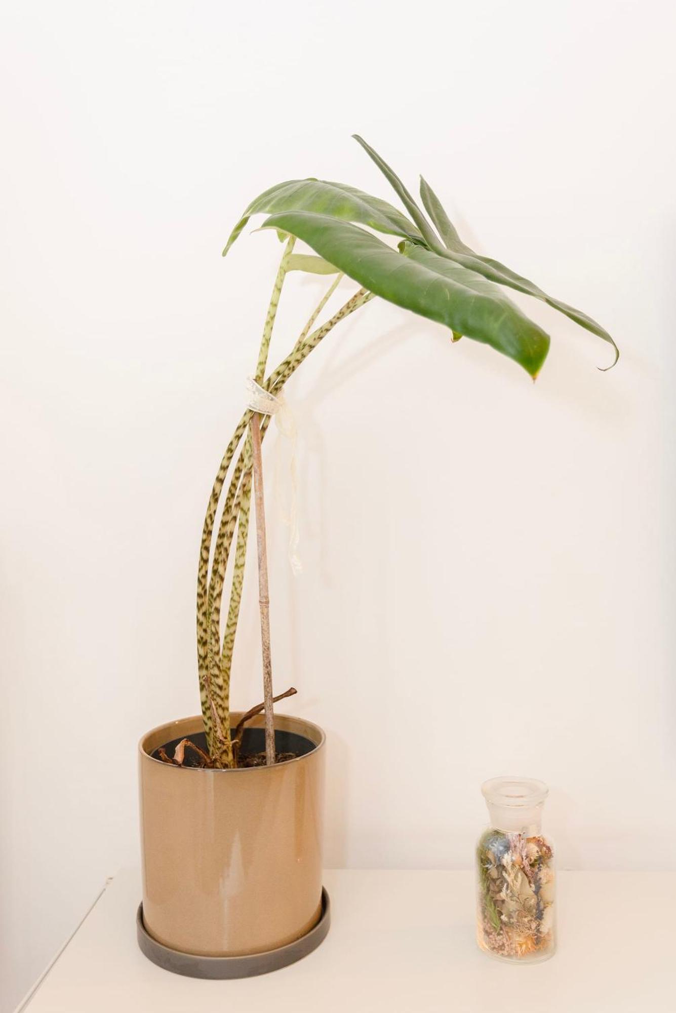 Liiiving In - Downtown Secret Terrace Apartamento
